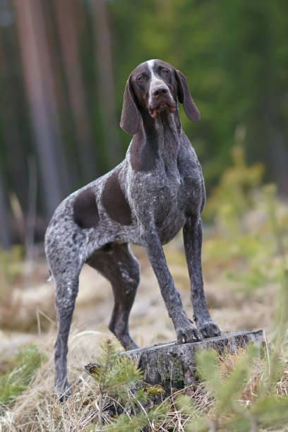 istock Obedient brown marble German Shorthaired Pointer dog with a docked tail posing outdoors standing on a stump in a forest in spring 1431804147