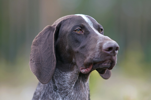 The portrait of a serious brown marble German Shorthaired Pointer dog posing outdoors in spring