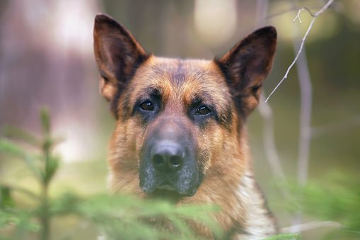 The portrait of a serious black and tan German Shepherd dog posing outdoors in a forest in spring
