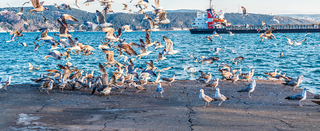 a flock of gulls or seagulls perched on the dock and flying