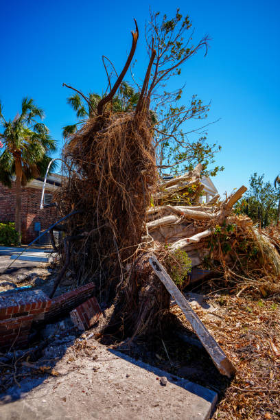 istock Image of a tree ripped from the sidewalk in Punta Gorda aftermath Hurricane Ian 1431810377