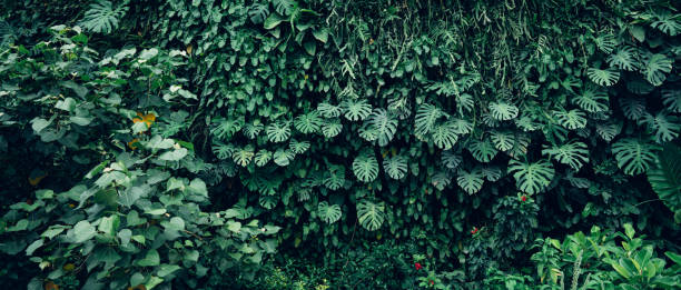 Group of dark green tropical leaves background stock photo