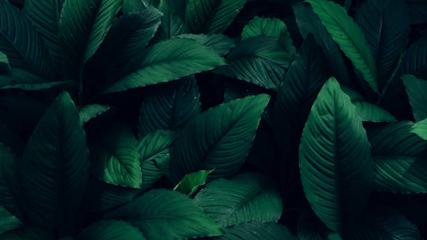Full Frame of Green Leaves Pattern Background. stock photo
