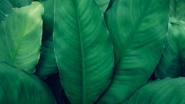 istock closeup nature view of green leaf and palms background 1431816989