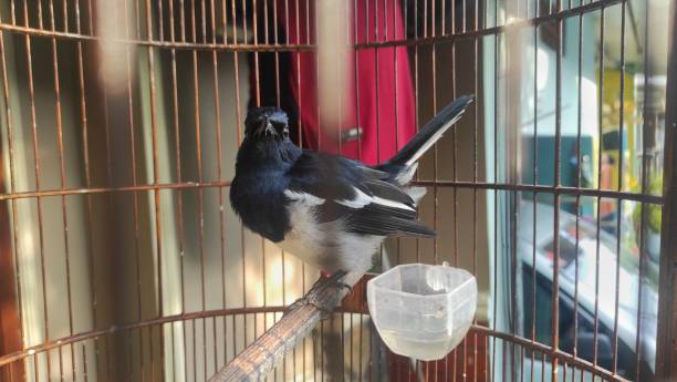 istock Magpie Robin bird perch on stem in the cage 1431831947