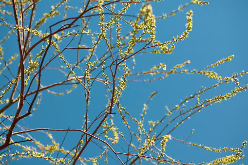young leaves on spring tree
