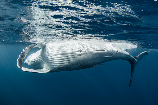 A photo of a Humpback whale swimming underwater in Tonga