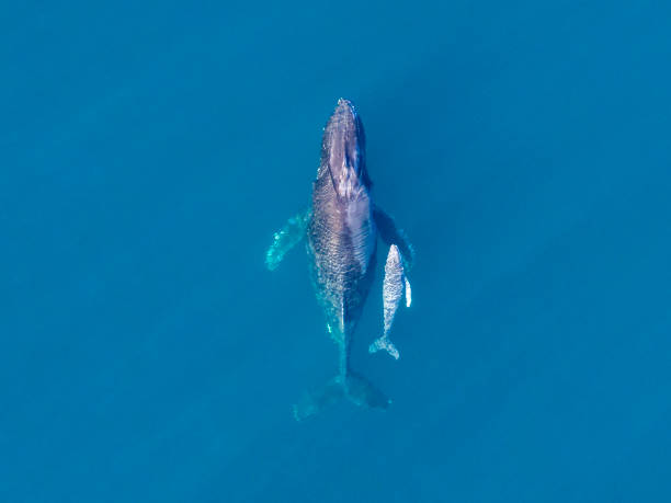 istock Aerial Image of Humpback whales 1431839690
