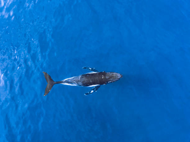 istock Aerial Image of Humpback whales 1431839721