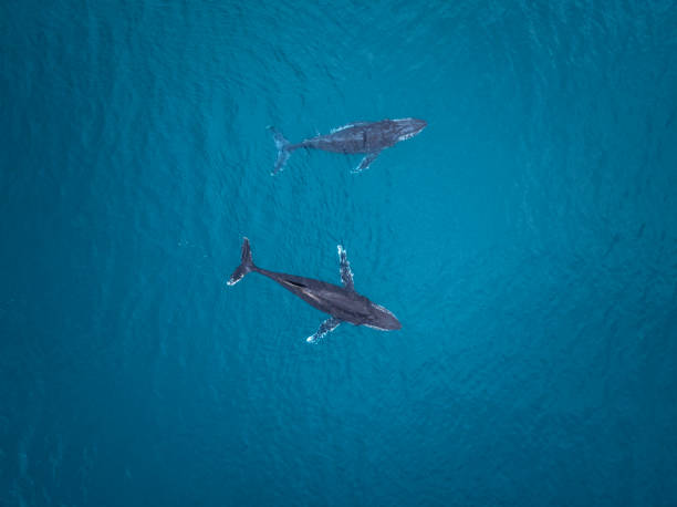 istock Aerial Image of Humpback whales 1431839800