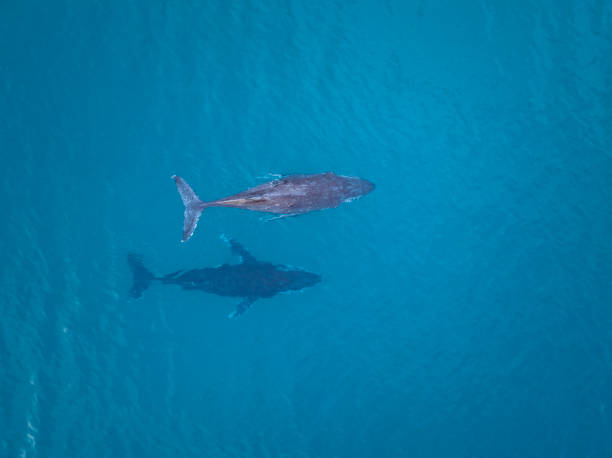 istock Aerial Image of Humpback whales 1431839803