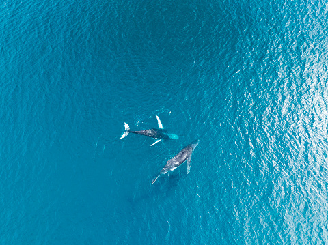 An aerial image of a Humpback whale swimming off Harvey Bay in Queensland Australia