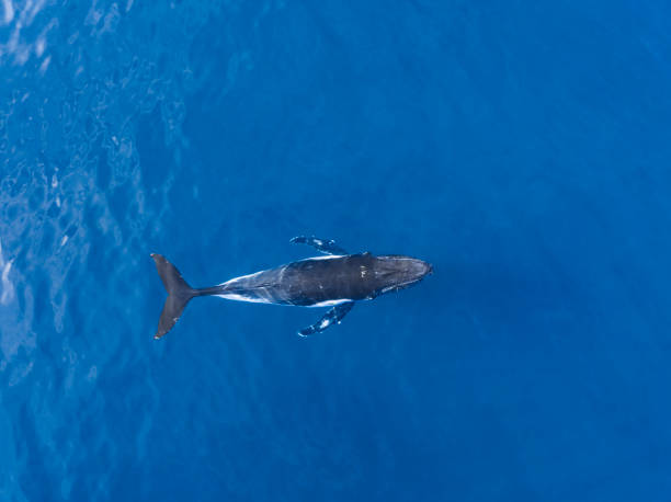 istock Aerial Image of Humpback whales 1431839829