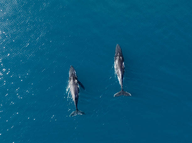istock Aerial Image of Humpback whales 1431839834