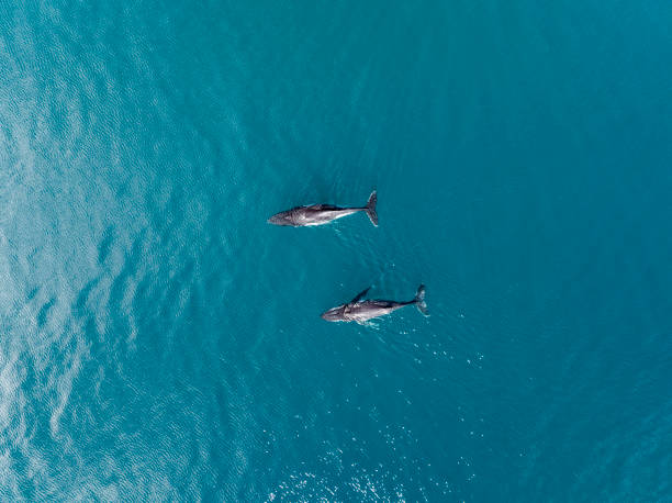 istock Aerial Image of Humpback whales 1431839854