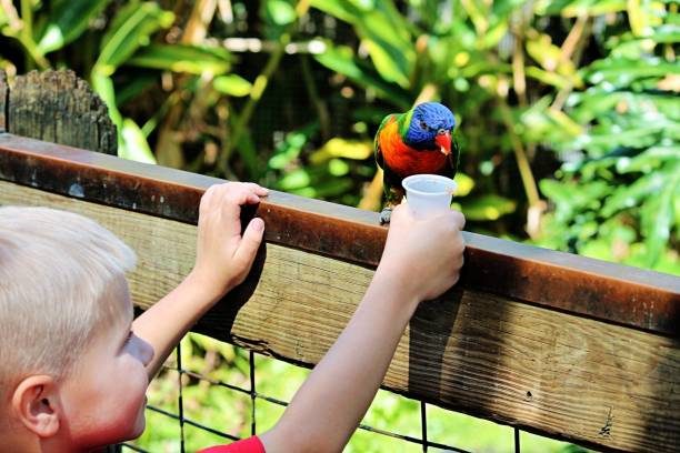 istock Young Boy Feeding a Colorful Bird 1431843050