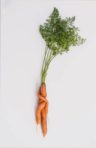 Carrots -Beauty of nature shapes stock photo