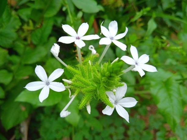 istock Plumbago zeylanica, Ceylon leadwort 1431845054