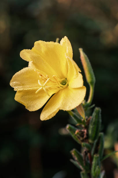yellow wild flower with dew drops