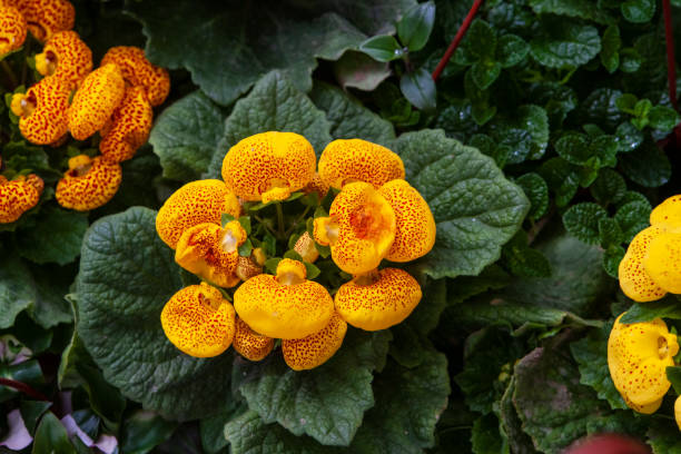 bunte sommerblumen - pantoffelblumengewächse stock-fotos und bilder