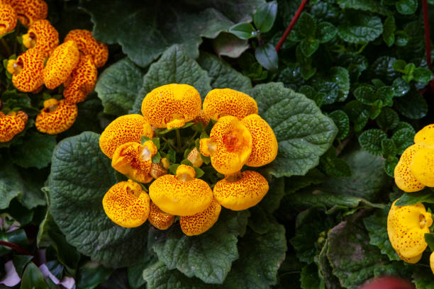 colorful summer flowers colorful summer flowers calceolaria stock pictures, royalty-free photos & images