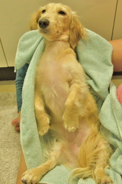 istock dog out of the bath 1431848085