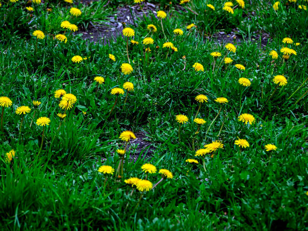 istock bloomed the first spring flowers dandelions,, narrow focus area 1431848848