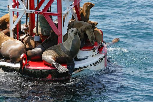 A view of several sea lions laying on an ocean buoy, off the coast of Southern California.