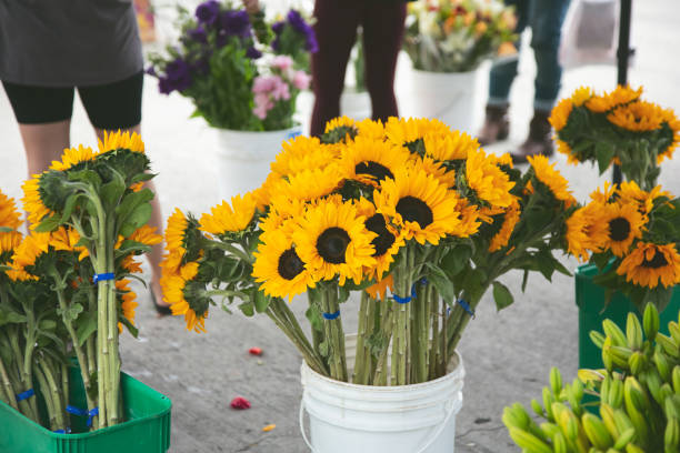 istock sunflower farmers market 1431852983