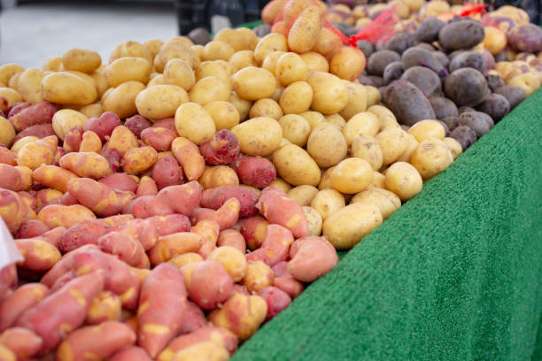 tater variety