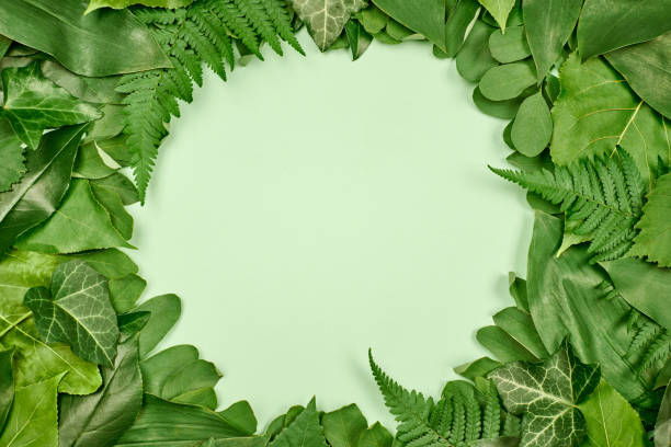 istock Green leaves circle frame with white empty copy space in center, flat lay top view 1431855361