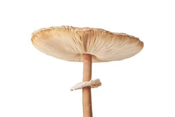 Macrolepiota procera parasol mushroom isolated on white background, brown mushroom with big agaric gills cap and high stripe. Edible parasol mushroom with ring around stipe, natural diet vegetarians