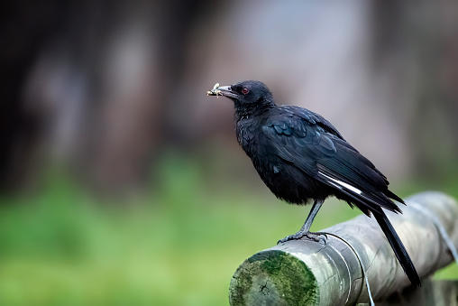 White Winged Chough eating an insect
