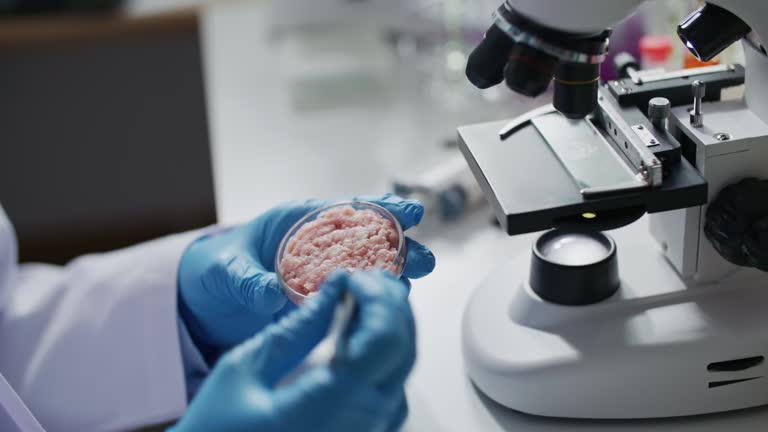 Scientist is inspecting and analyzing the cultured artificial meat sample with Microscope in laboratory