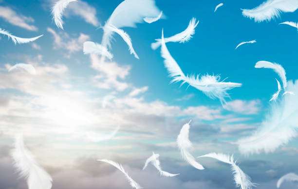 istock Abstract Group of White Bird Feathers Floating in The Sky with Clouds. Lightly Flying Feathers. Dreaming Freedom in Concept. 1431862574