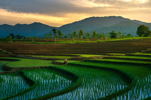 Morning view in the rice field area with farmers working