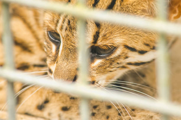 istock Prionailurus bengalensis trapped in a cage with no freedom. 1431865895