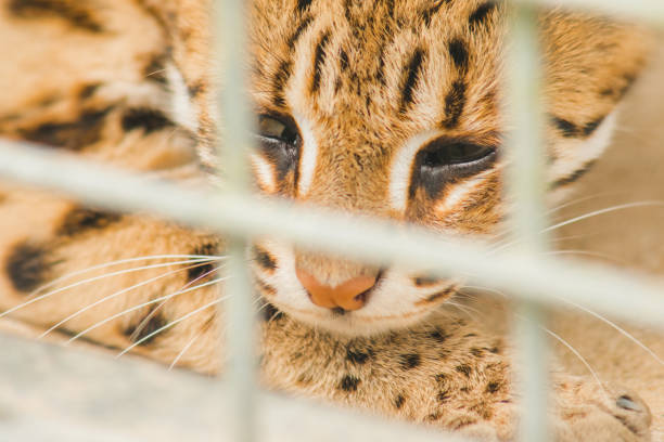 istock Prionailurus bengalensis trapped in a cage with no freedom. 1431865936