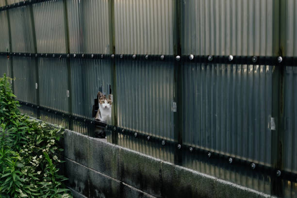 Image of a kitten peeking through a hole in a corrugated sheet