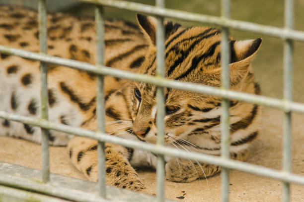 istock Prionailurus bengalensis trapped in a cage with no freedom. 1431866841
