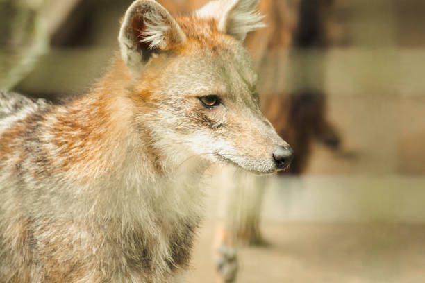 istock The fox was trapped in a cage without freedom. 1431869484