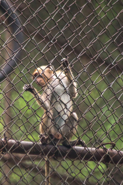 istock The monkey was trapped in a steel mesh cage. 1431873553