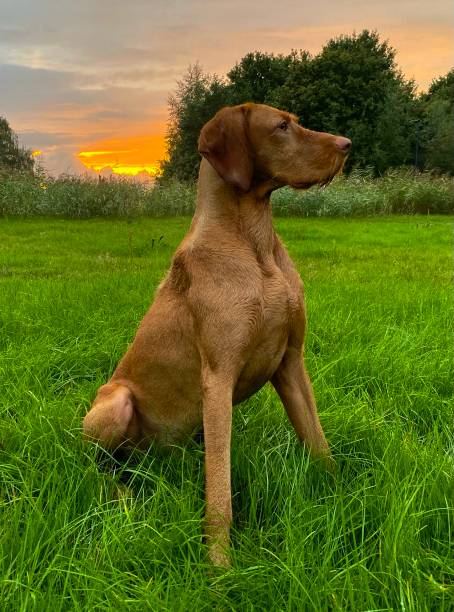 istock Vizla dog beautiful characteristic pictures 1431874040