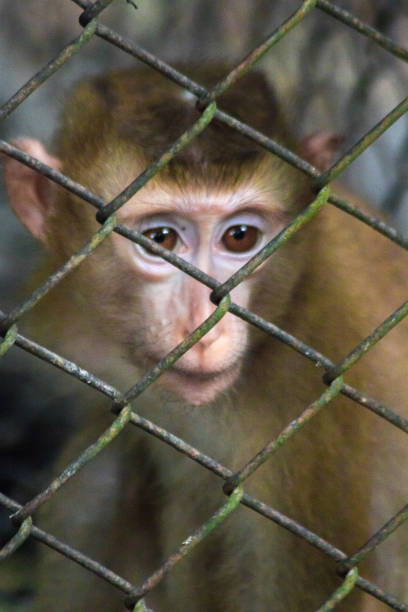 istock The monkey was trapped in a steel mesh cage. 1431876223