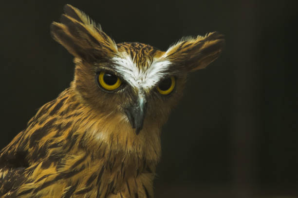 The brown owl looks at the bait on the branch with a blurred backdrop.