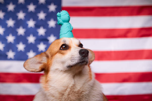 un cane corgi con la statua della libertà davanti alla bandiera americana. - dog patriotism flag politics foto e immagini stock