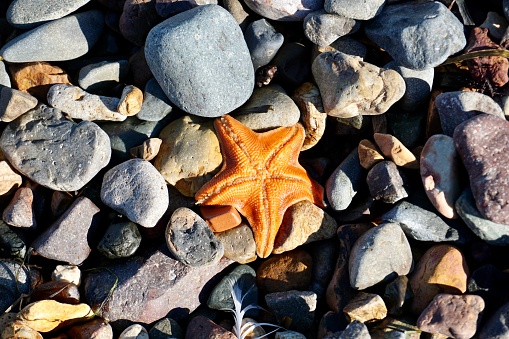 An inverted starfish on the stone coast. Pebbles on the beach and an inverted starfish. The starfish has turned over and is lying on a rocky beach. Summer in Vladivostok. Beach in Vladivostok.