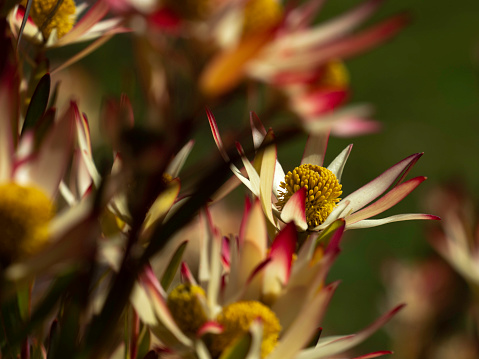Close up of cone bush flowers