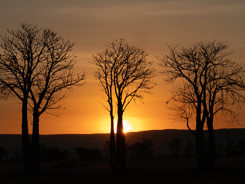 Sunset hues from behind a tree in Masai Mara