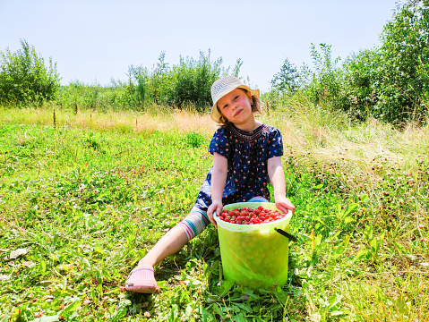 Harvesting strawberries from a strawberry farm in Finland. The child took a full bucket.